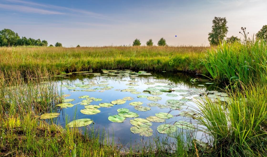 Natural field with a pond surrounded by trees